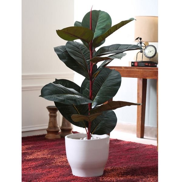 Fourwalls Green Artificial Rubber Plant & Get 10% Cashback