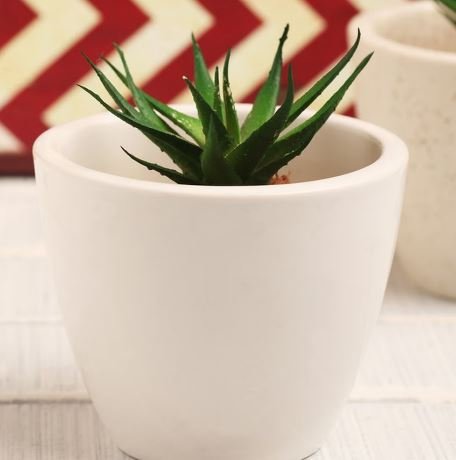 Get White Ceramic Table Top Planter at 50% Discount