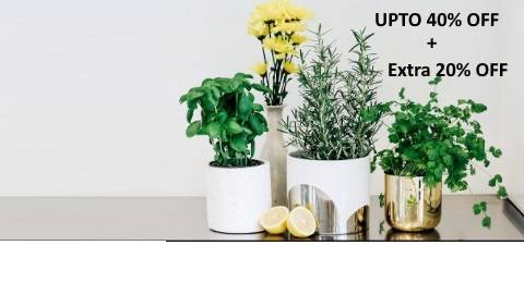 Shop Your Lucky Plant Today and Get Extra 20% OFF