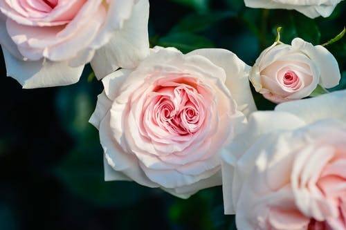 Best Kinds of Flowers That You Can Send to Your Dear Ones